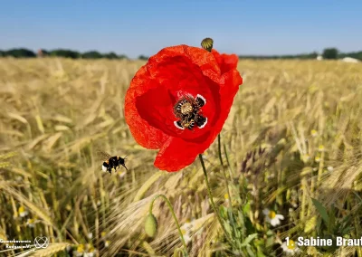 01 - Sabine Braut - Mohnblume mit Hummel