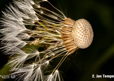 02-Jan-Tempel-Pusteblume