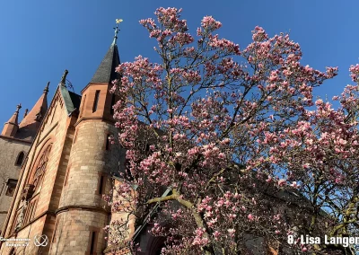 08-Lisa-Langen-Magnolienbluete-vor-der-StMatthiaskirche